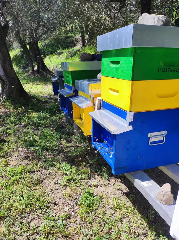 Arnie colorate nel bosco