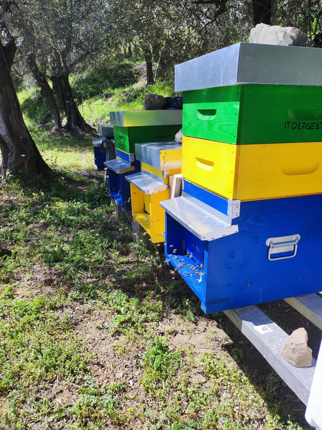 Arnie colorate nel bosco