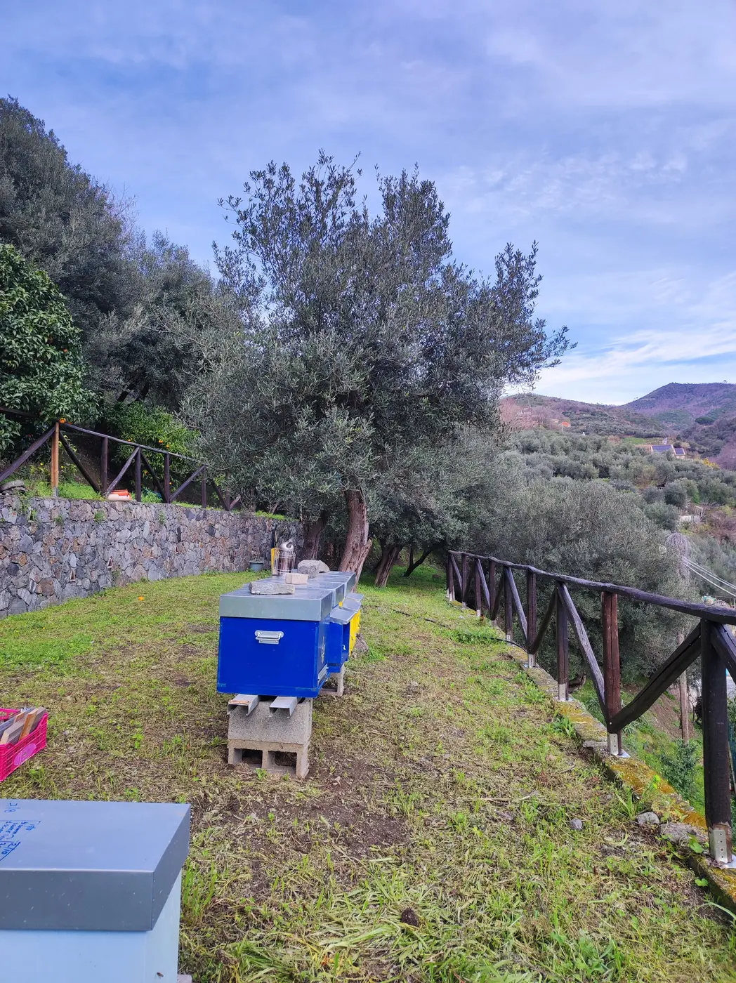 Apiario tra gli ulivi