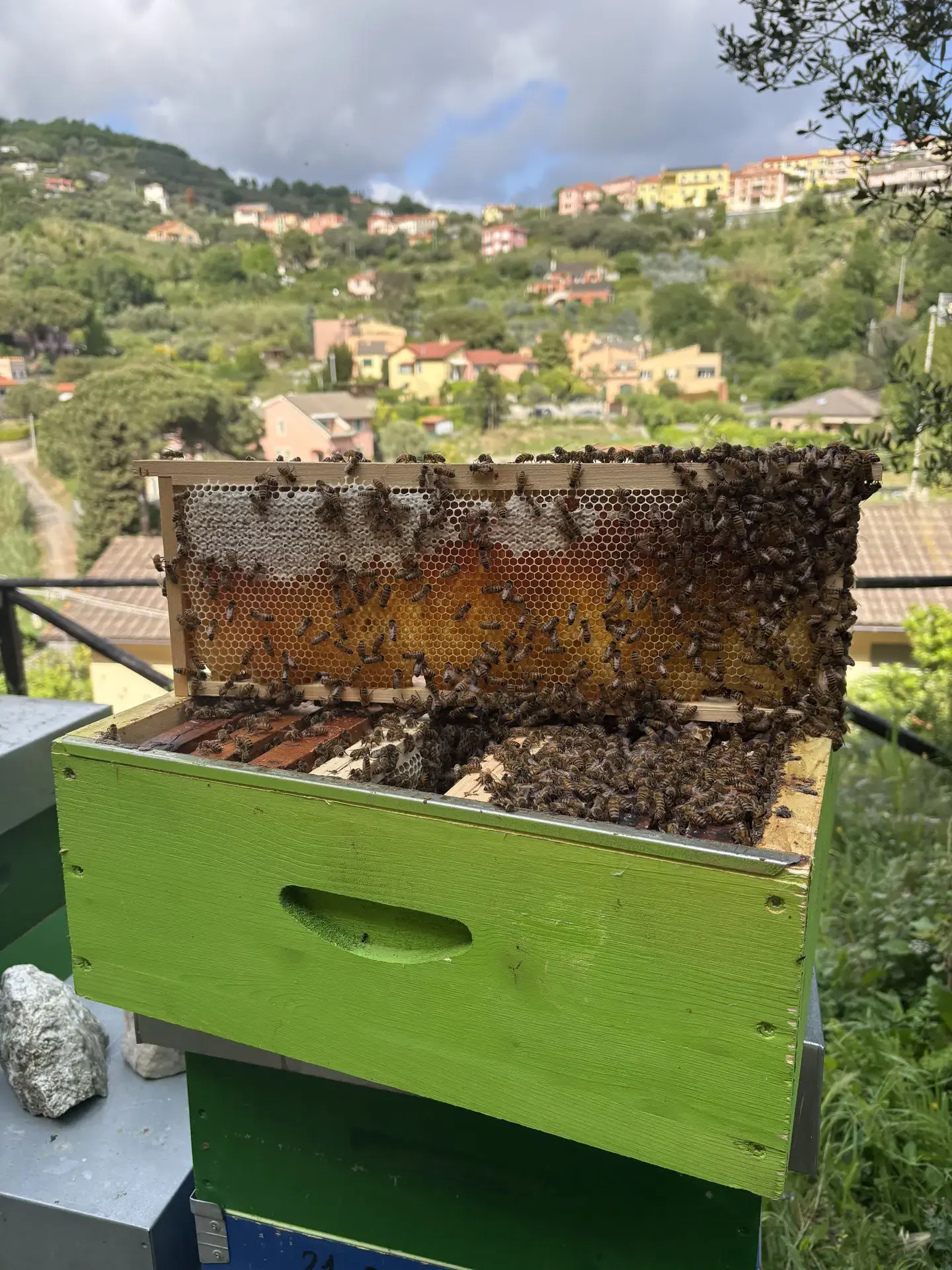 Telaio con api, sullo sfondo Celle Ligure